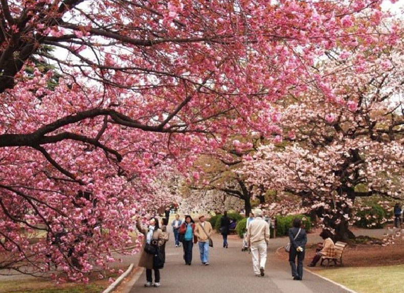 Thời gian lý tưởng nhất để ngắm hoa anh đào tại Nhật Bản
